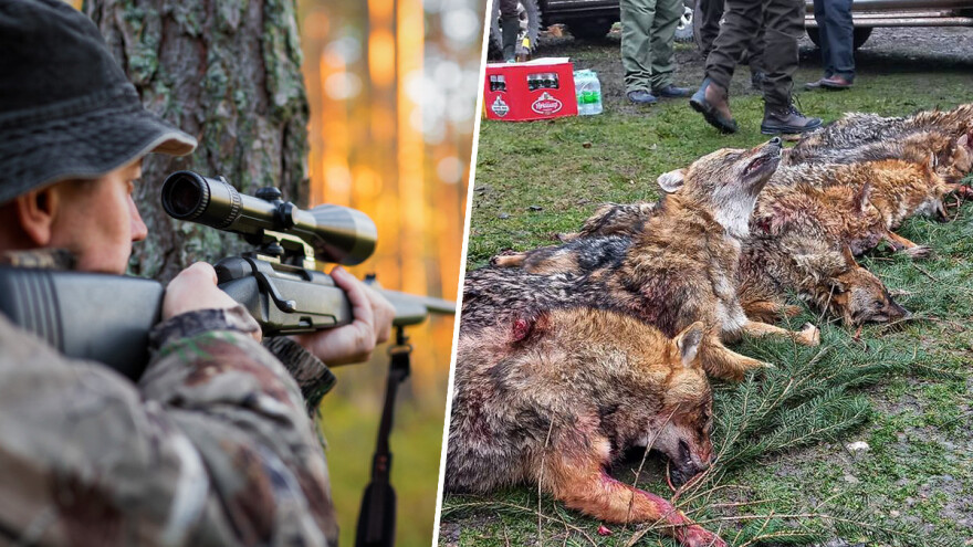 "Šakalijada" okupila 700 lovaca u lovu na šakale