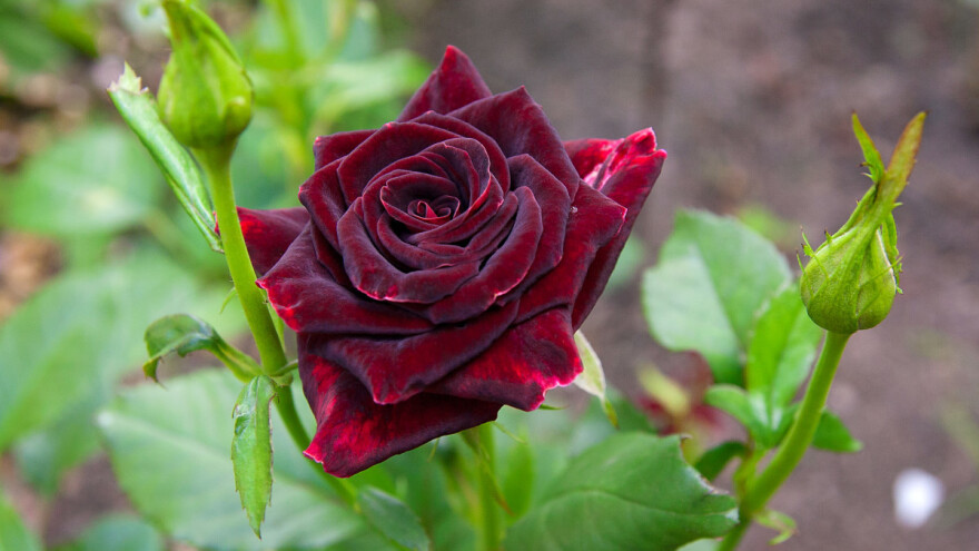 Ruža - "rajskog" mirisa liječila je i kugu?