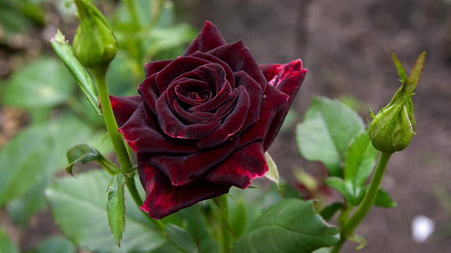 Krenula berba crne ruže u Turskoj, ali ove godine bez turista