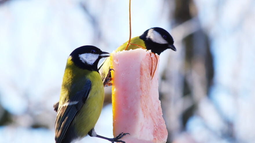Treba li zimi hraniti ptice - kada i čime?