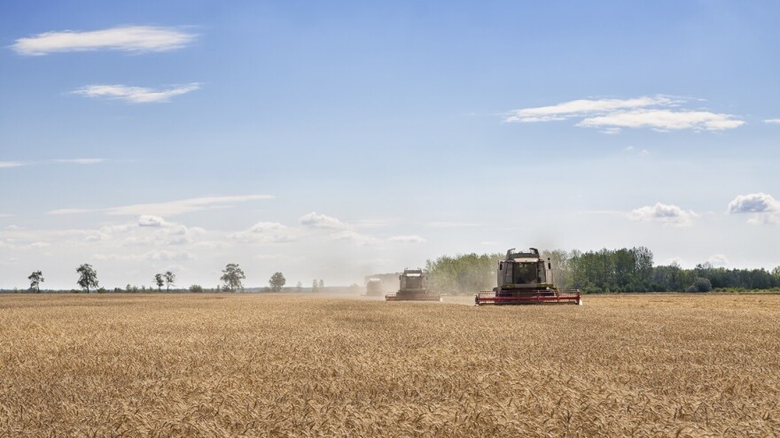 Prinos pšenice u Banatu manji i do 30 odsto