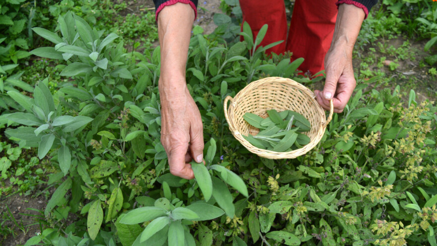 Raste svest o potrebi promene načina ishrane i lečenja biljem