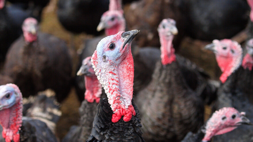 Eutanazirano 19.325 purana, zbog ptičje gripe obvezno držanje peradi i ptica u zatvorenom