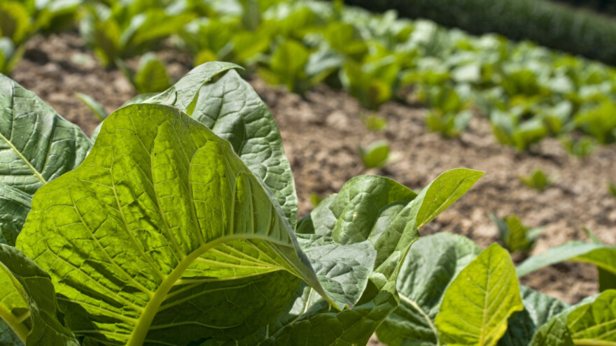 Udruga Krupan list: Očekujemo da se doda 0,93 kune po kilogramu duhana