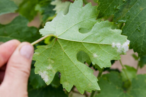 Vinogradari, zaštitite lozu od plamenjače i pepelnice