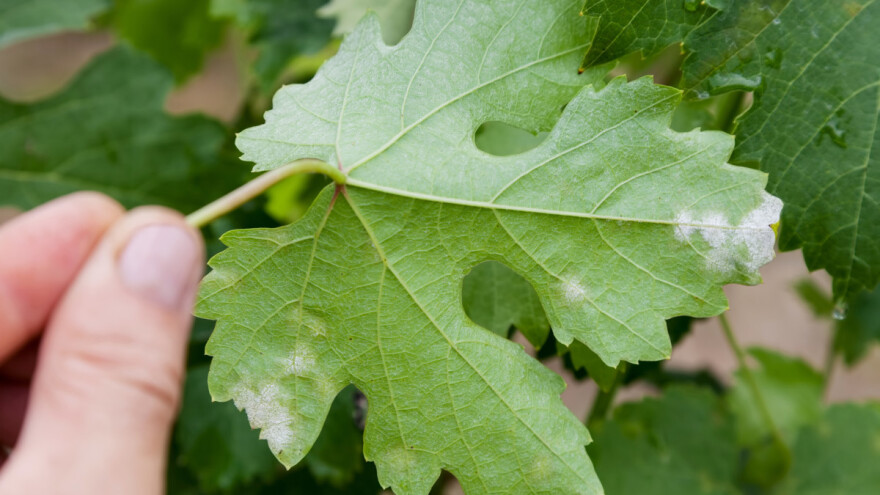 Vinogradari, zaštitite lozu od plamenjače i pepelnice