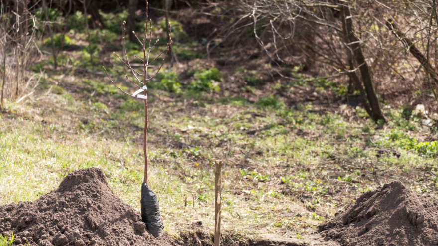 Kako obaviti đubrenje u rupe pri sadnji voćaka?