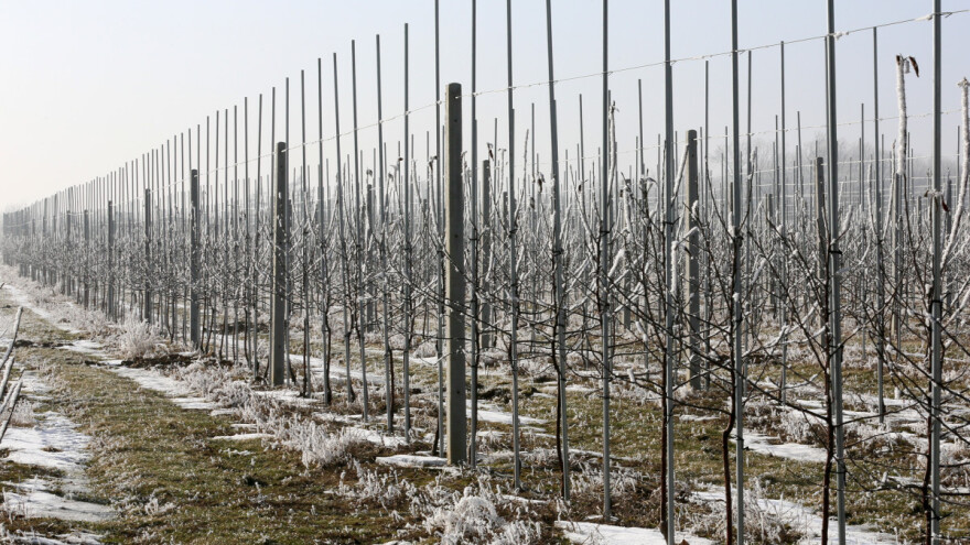 Koje mere preduzeti kada glodari oštete deblo voćaka?