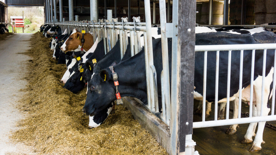 Ministarstvo poljoprivrede: Prihod hrvatskih mljekara veći je za 6,7 tisuća eura od EU kolega