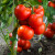 TOP 10 ranih sorti i hibrida paradajza