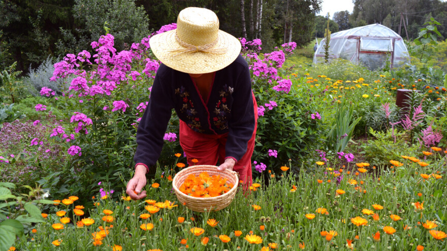 Uzgoj nevena: Setva, bolesti i berba