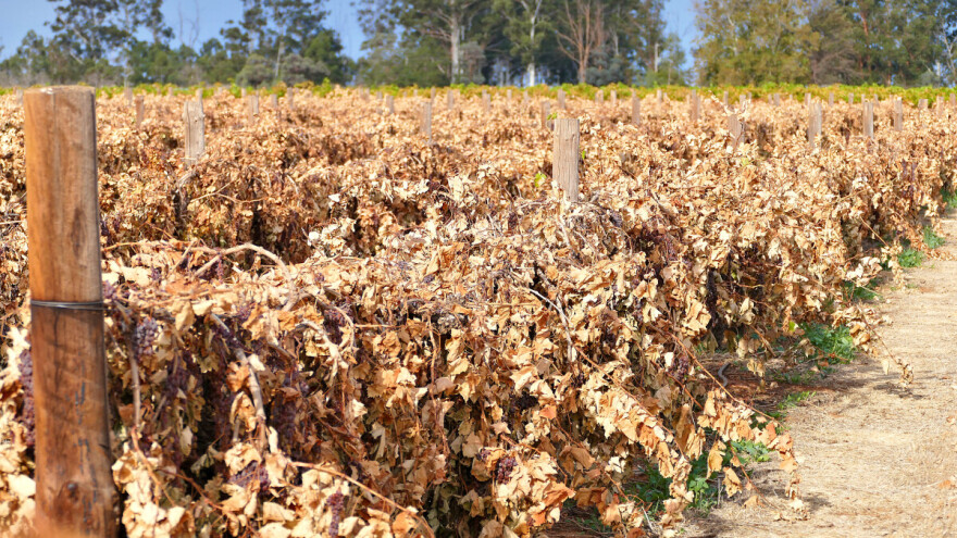 Najveća zabilježena suša natjerala proizvođača pjenušaca na otpuštanje radnika jer grožđa - nema