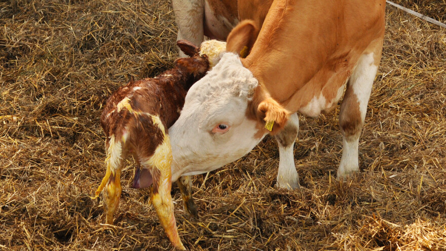 Maraska se otelila usred potresa - potreban građevinski materijal i majstori