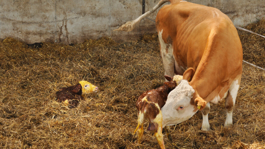 Osnove za uzgoj teladi: Higijena u ishrani mora biti besprijekorna