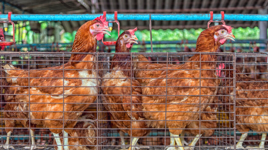 Korona virus nije dovoljan? Vratio se visoko patogen soj ptičjeg gripa opasan za ljude