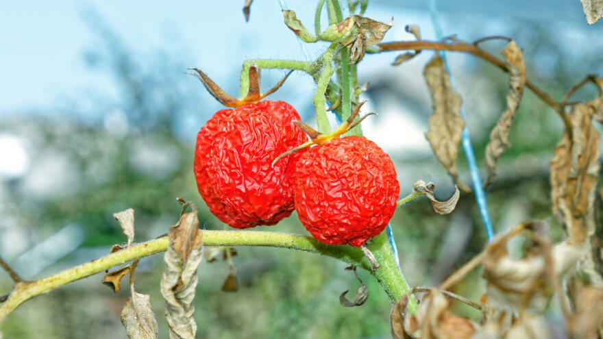 SANU: Prinosi prepolovljeni, potrebna ozbiljnija ulaganja u poljoprivredu