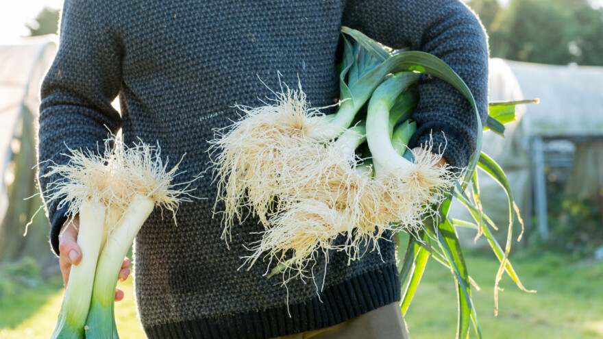 TOP 5 načina čuvanja praziluka tokom zime