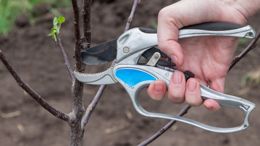 Knip sadnice u voćarstvu - proizvodnja, prednosti i mane