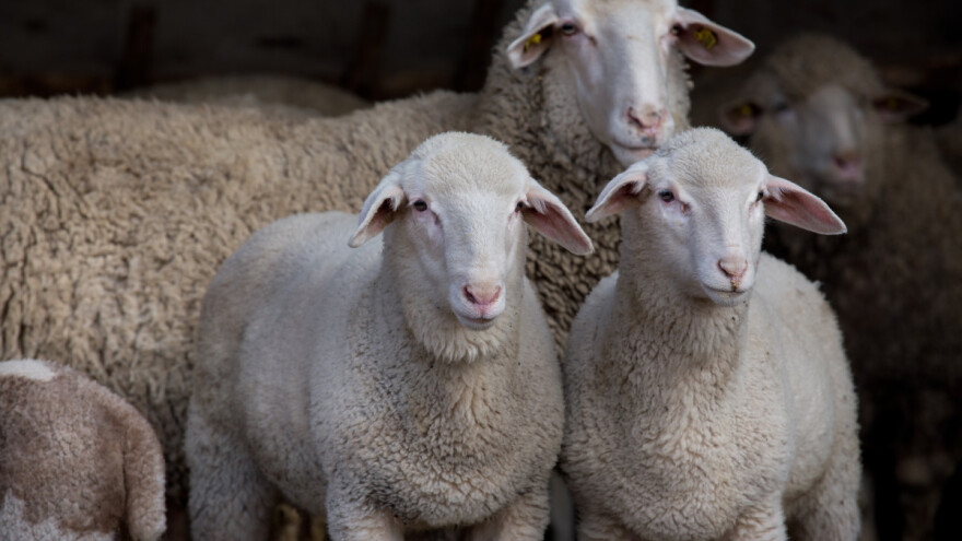 Psi lutalice ponovo napadaju - još jedna šteta pričinjena