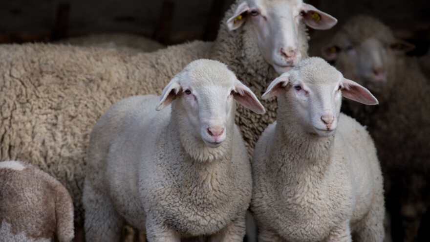 Cena jagnjadi i dalje 600 din/kg, ali prasadi u padu