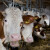 Pad otkupne cene jagnjadi, krave za klanje - 220 do 230 din/kg