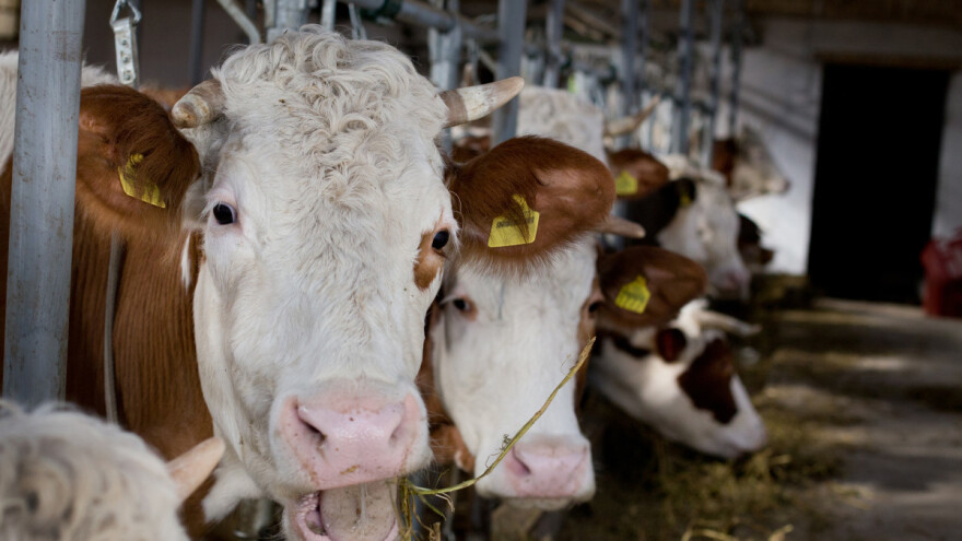 Koju pasminu goveda odabrati za visoku mliječnost?