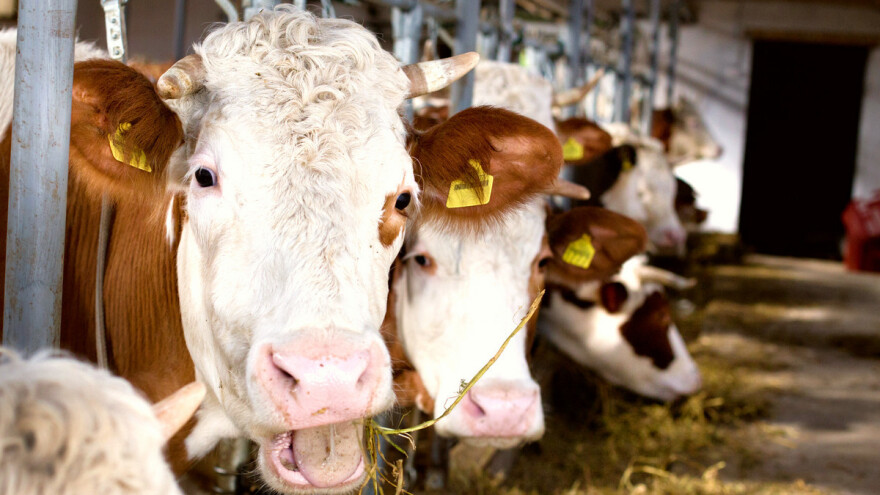 Toplоtni stres kod steonih krava slabi njihove buduće generacije