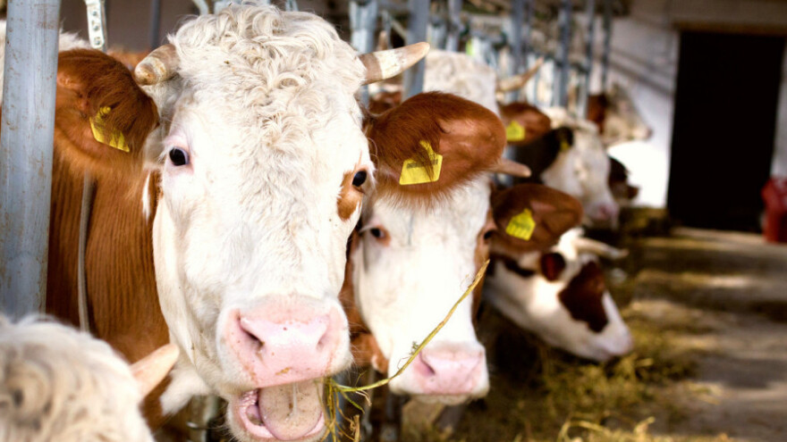 Ove godine veći poticaji za poljoprivredike na području Kantona Sarajevo