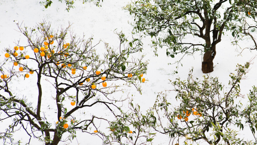 Duboki minusi "spržili" agrume i pretvorili ih u bljuzgu