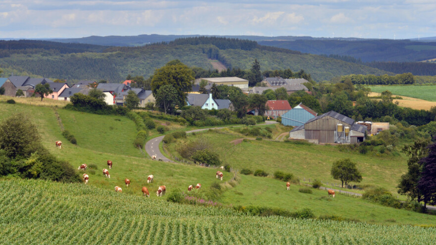 EU do 2035.: Past će proizvodnja mesa i šećera? A žitarice i mlijeko?