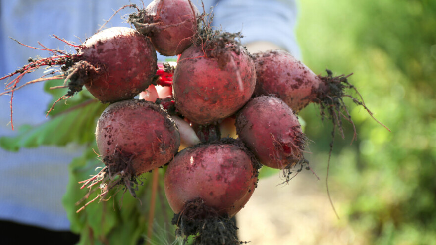 Kako sačuvati cveklu za zimu