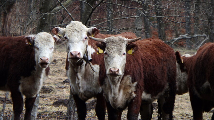 Cene svinja ugrozio junski uvoz, podsticaj za prodatu junad prvih dana 2021.