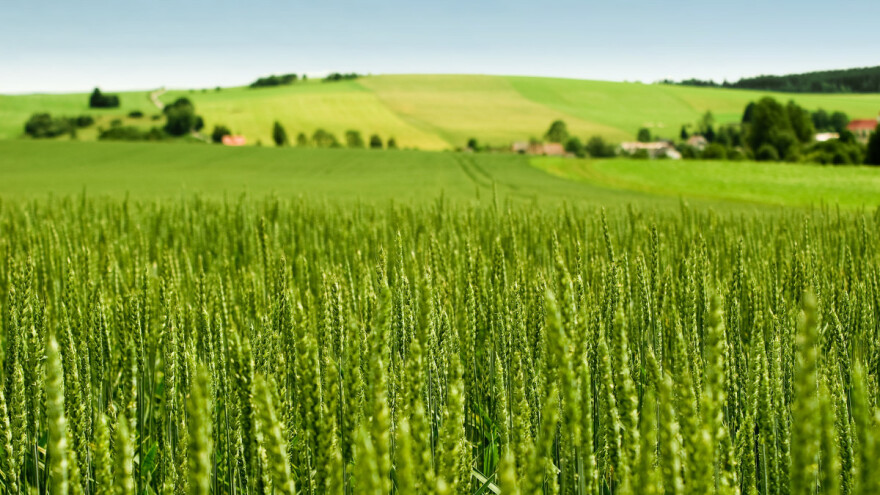Za koliko procenata je pala cijena hrane? Najviše uticaja imaju tri vrste proizvoda