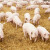 Četiri miliona maraka za otkup zdravih svinja u RS