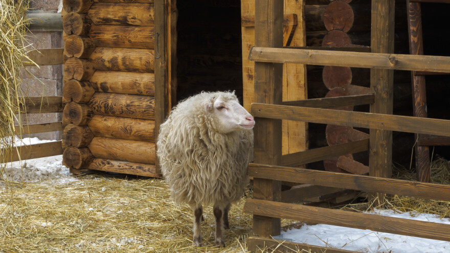 Ishrana ovaca u proizvodnji mesa - uslovi za ostvarivanje najboljeg prirasta