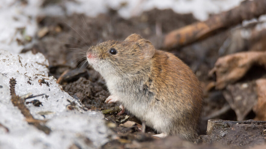 Kako utvrditi brojnost glodara na njivama i kada je ona alarmantna?