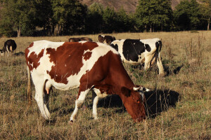 Romanijski farmeri proizveli više od 3 miliona litara mlijeka