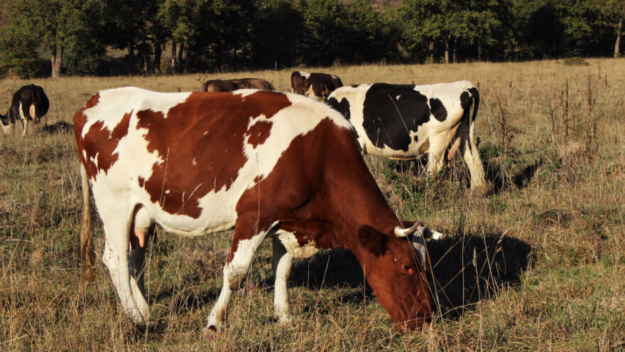 Romanijski farmeri proizveli više od 3 miliona litara mlijeka