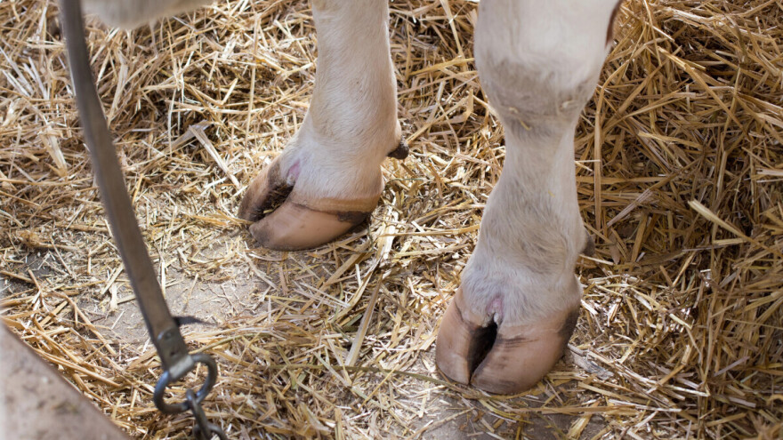 Evo kako dezinficirati papke kod goveda
