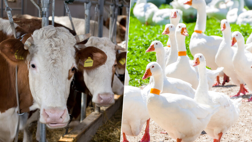 Mlečnim kravama je potrebno više prostora, EFSA dala preporuke i za živinu