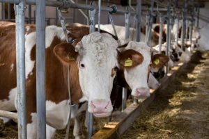 Siniša Dreta: Kad bi cijena mlijeka bila 3,5 kune bili bismo na pozitivnoj nuli