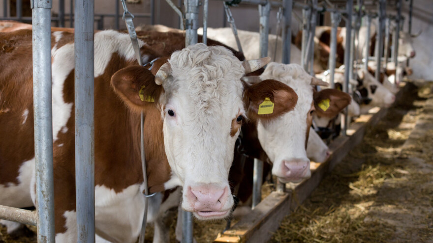 Siniša Dreta: Kad bi cijena mlijeka bila 3,5 kune bili bismo na pozitivnoj nuli
