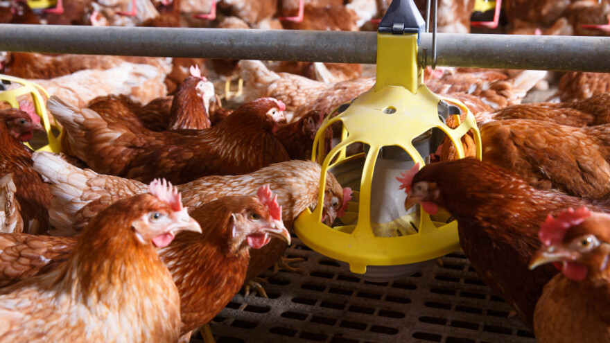 Proizvodnja jaja: Kako produžiti proizvodni vijek nesilica?