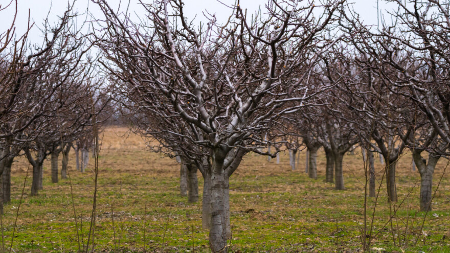 Posjekao cijeli voćnjak: Otuđio oko 100 stabala šljiva i desetak grmova lješnjaka