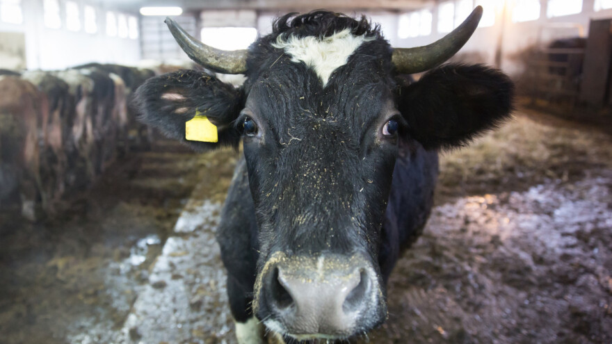 Zbog zanemarivanja u mukama uginulo 150 goveda