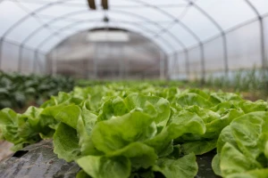 Uzgoj salate u plasteniku - kako je posaditi i zaštititi