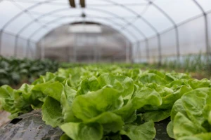 Proizvodnja salate u plasteniku - po koracima