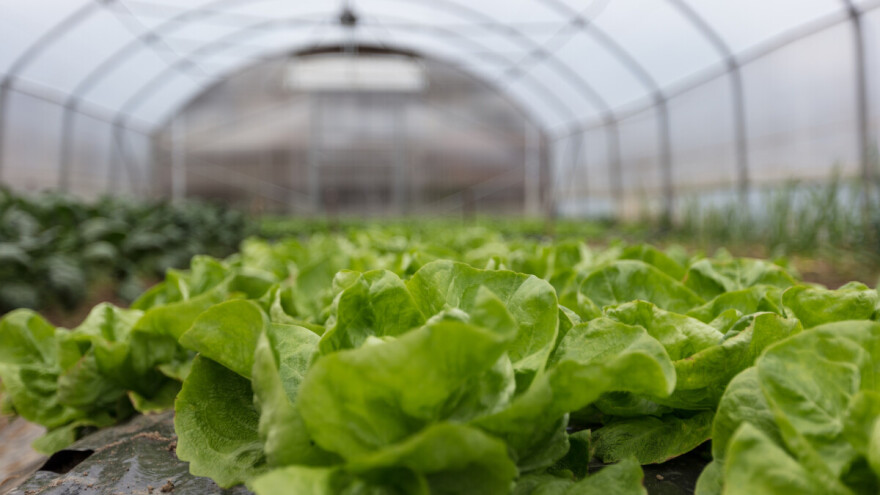 Uzgoj salate u plasteniku - kako ju posaditi i zaštititi