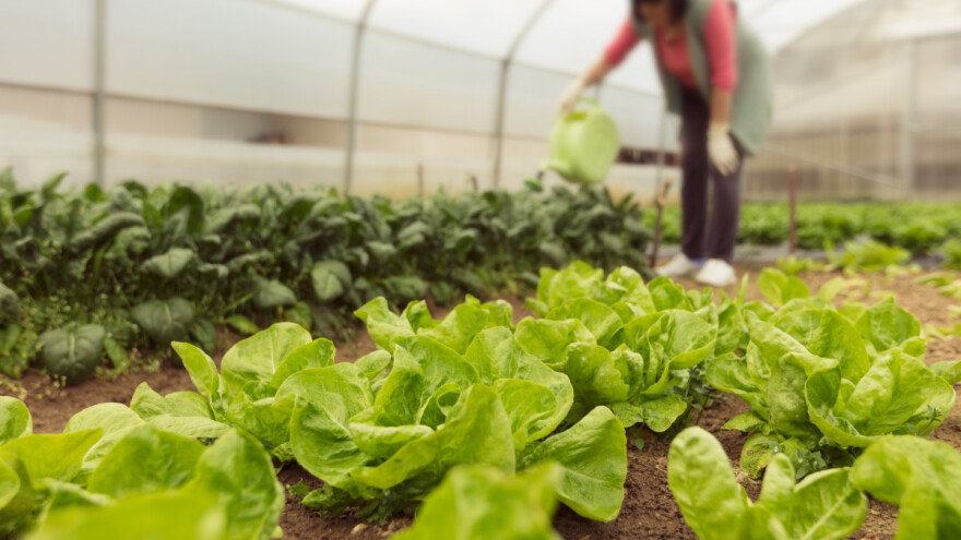 Uzgoj povrća u zaštićenom prostoru - za koga nije dobra opcija?