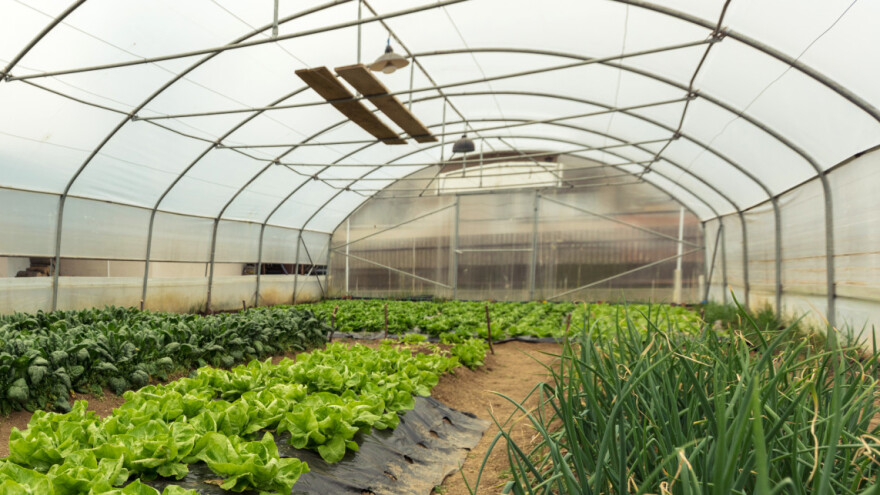 Zašto ne žuriti sa ranom sadnjom povrća u plasteniku?